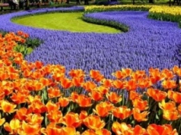 На Певческом поле пройдет выставка тюльпанов