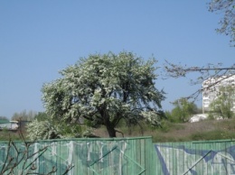 В Запорожье вовсю цветет Тарасова груша (ФОТО)