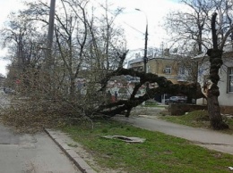 Киевлян предупредили о падающих деревьях