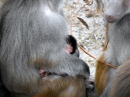 В семье павианов бердянского зоопарка родился малыш (ФОТО, ВИДЕО)