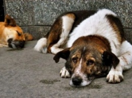 В Красноармейске (Покровске) со вторника бродячих собак станет меньше