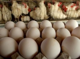 Производство яиц в Украине за три месяца сократилось почти на 20%