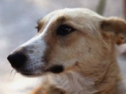 Счастливая собака-туристка и альпинистка живет во Львове