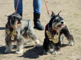 В Николаеве состоялась традиционная выставка собак