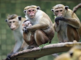 Ученые: В природе обнаружены обезьяны-акушерки