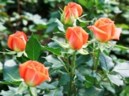 Дачный сезон: как вырастить кустовую розу (ВИДЕО)