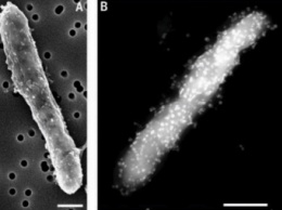 Гигантские бактерии способны нарушить законы природы - ученые