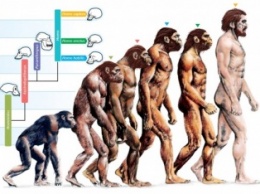 Ученые: Из-за увеличения размеров мозга увеличились и тела современных людей