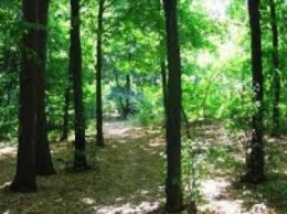 В Донецкой области стало больше лесов