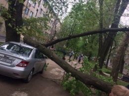 В Запорожье люди Буряка угрожали медикам "скорой помощи" из-за упавшего дерева