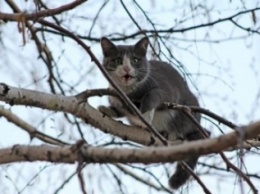 Кременчугские пожарные спасли кота, просидевшего на дереве трое суток