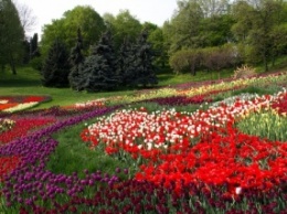 На склонах Певческого поля столицы открыли выставку живых тюльпанов