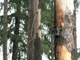 В лесхозах Сумщины устанавливают системы видеонаблюдения