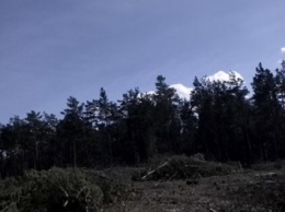 В Буче массово вырубают лес