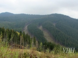 Сплошные вырубки в Закарпатской области не превысили 1% площадей лесного хозяйства