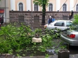 В Одессе ветер повалил восемь деревьев