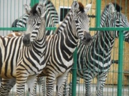 Зоопарк «Сафари» в Бердянске с новым пополнением