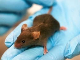 Лабораторные мыши вернулись из космоса с повреждениями печени
