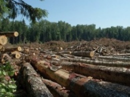 Более 100 уголовных производств за незаконную рубку леса начато в Закарпатье