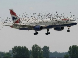 Для безопасности полетов аэропорт «Херсон» борется с птицами