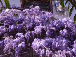 90 лет местной «прописки» отмечает глициния в Никитском ботаническом саду