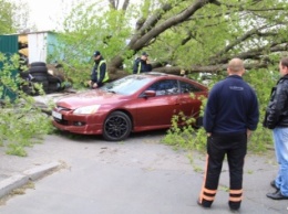 В Соломенском районе дерево упало на машины