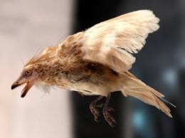 Палеонтологи поняли, почему птицы пережили динозавров