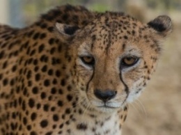 В зоопарке Харькова новый обитатель: в зверинец привезли гепарда