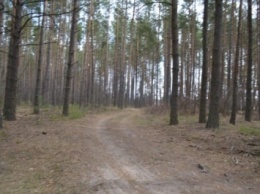 Мирные жители обходят КПВВ в Луганской области по лесным тропам - ОБСЕ