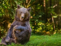 В Башкирии молодой медведь разорвал лицо пенсионеру