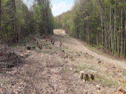 Неизвестные в Закарпатской области незаконно вырубили лес на 12 млн грн