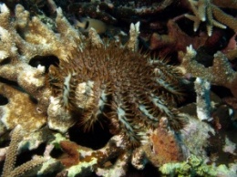 Кораллы стремительно вымирают