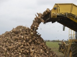 USDA: урожай сахарной свеклы увеличится на 15%