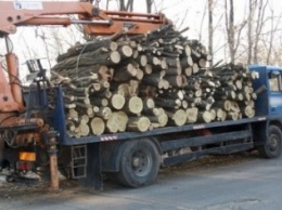 Прокуратура и лесничество проверят законность вырубки леса под Кременчугом