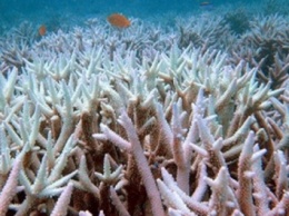 Ученые: Разведение рыбы вредит коралловым рифам