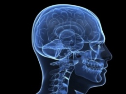 Ученые составили семантическую 3D-карту мозга
