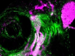 Как стволовые клетки формируют черты лица