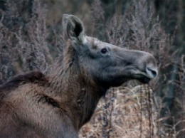 Канадец снял ролик о том, как лось пришел к людям смотреть телевизор
