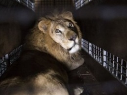 33 льва вырвались из цирка, а защитники животных только рады