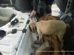 Пограничники в Закарпатской области обнаружили сигареты в топливном баке