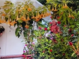В Ленинском районе зацвели настоящие «сады Семирамиды» (ФОТО)