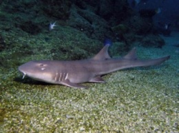 Ученые "посмотрели" на мир глазами акулы