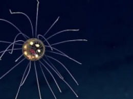 Ученые нашли медузу, похожую на инопланетянина