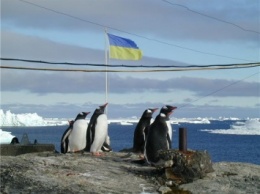 Украинские полярники примут участие в исследованиях по изучению пингвинов