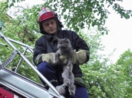 Черниговские спасатели спасли кота, застрявшего в окне