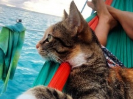 Жительница США приучила кошку к жизни в море