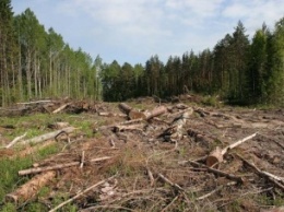 За вырубку лесов в заповеднике уволен главный экоинспектор Ивано-Франковщины