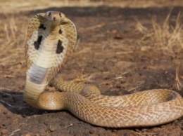 Новое противоядие спасет вас от укуса 18 разных ядовитых змей