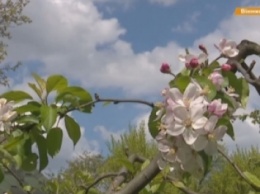 В Винницкой области вымирающее село спас ягодный бизнес (ВИДЕО)