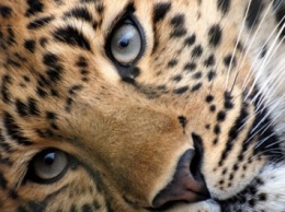 Ученые выяснили, что за 250 лет территория обитания леопардов сократилась на 75%